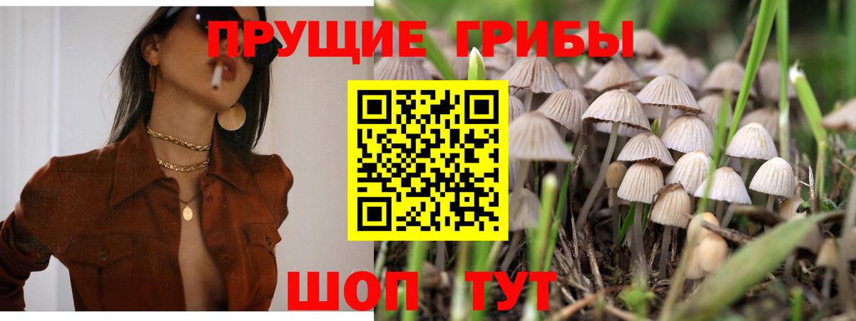 Галлюциногенные грибы Psilocybine cubensis Белгород